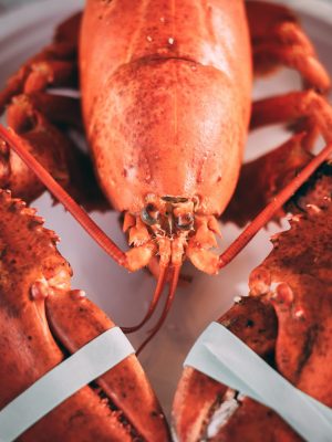 daniel-norris--O8dNtuT2v4-unsplash